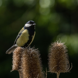 Redwell   27 05 2020   D500   Les 420.jpg